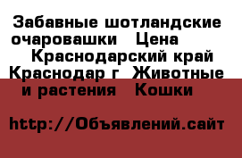 Забавные шотландские очаровашки › Цена ­ 4 000 - Краснодарский край, Краснодар г. Животные и растения » Кошки   